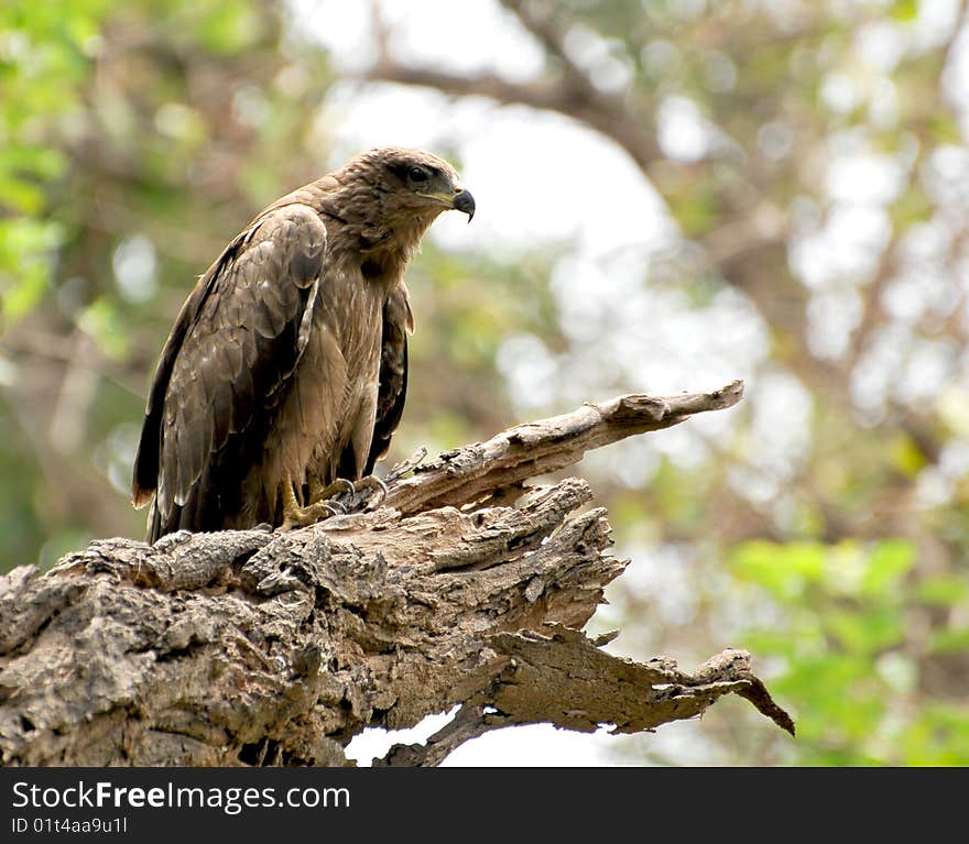 Wild eagle sitting on the dry tree branch.