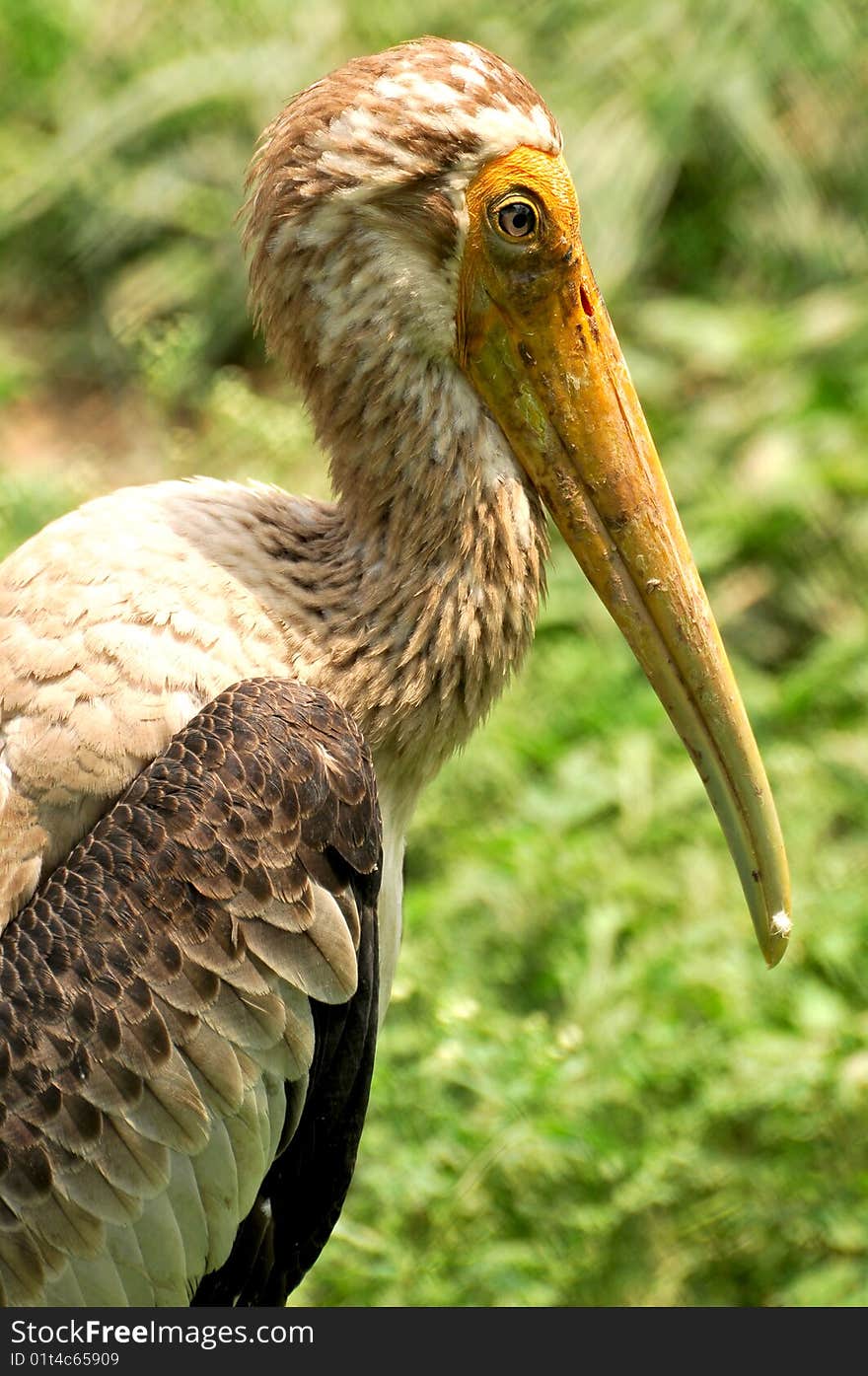 Painted Stork