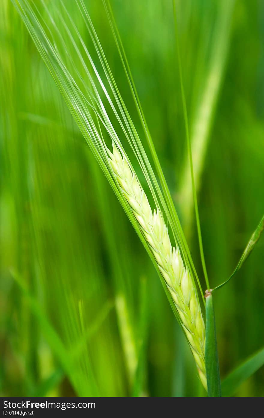 Green weat close-up