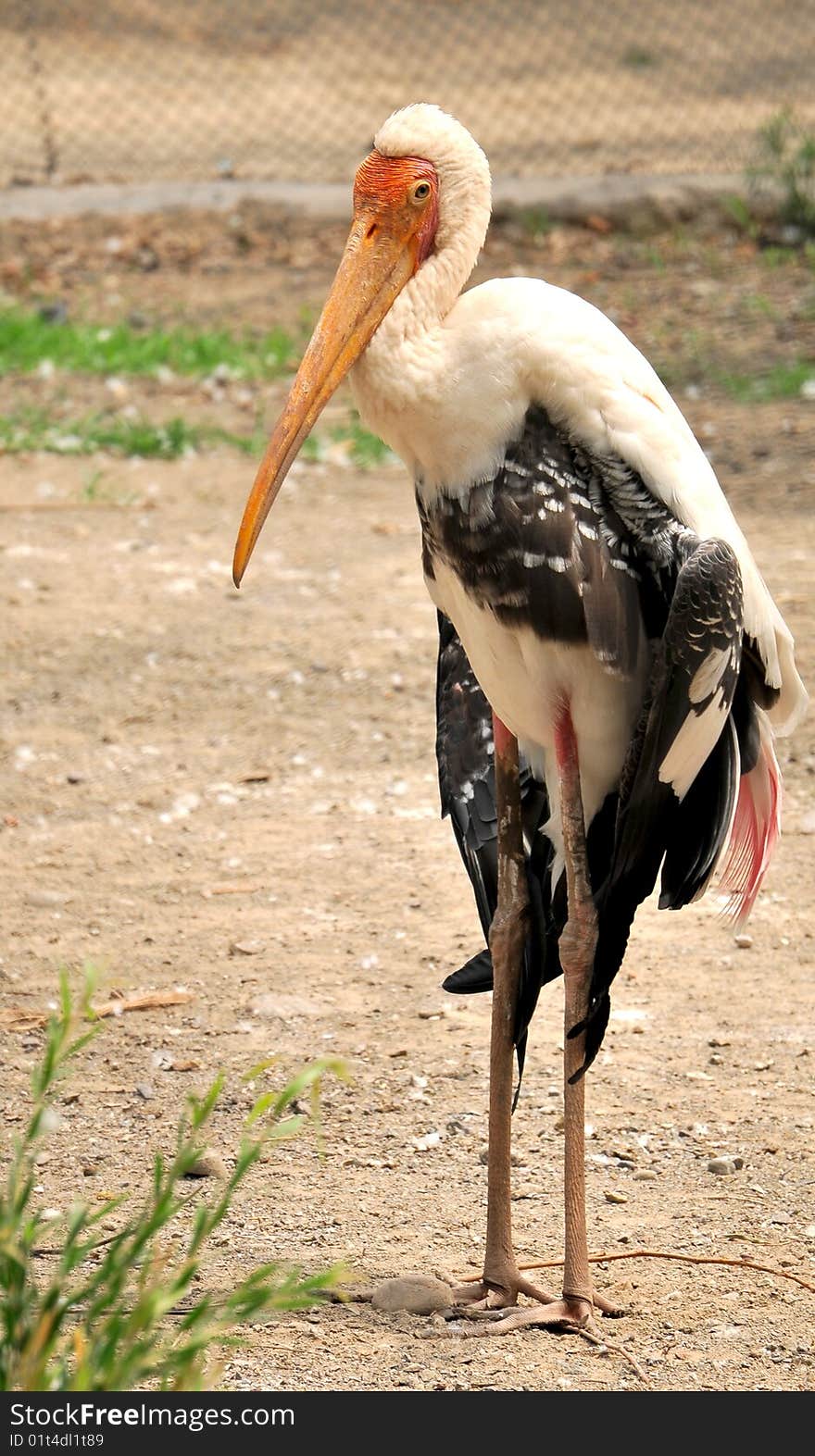 Painted Stork