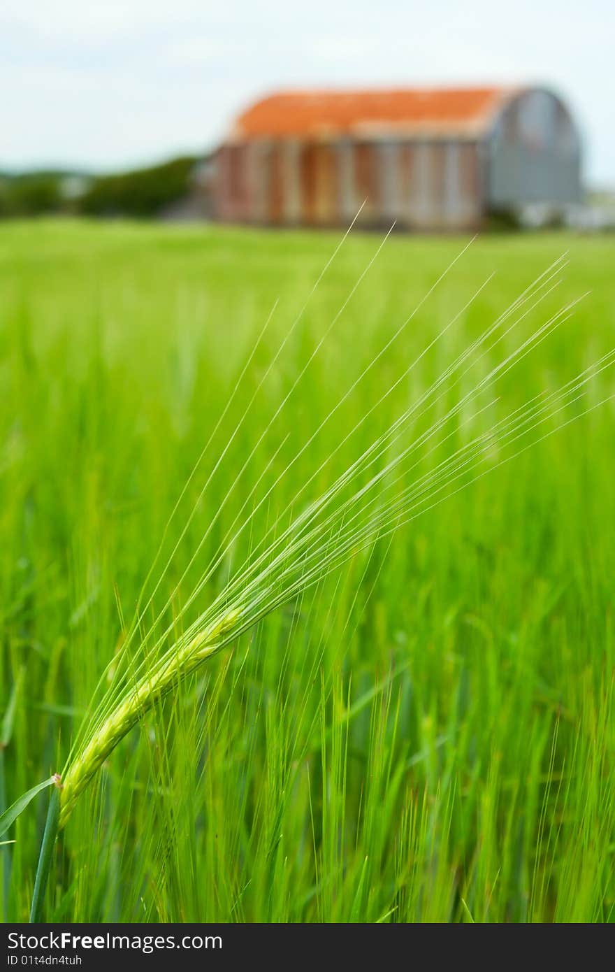 Green weat and farm hut