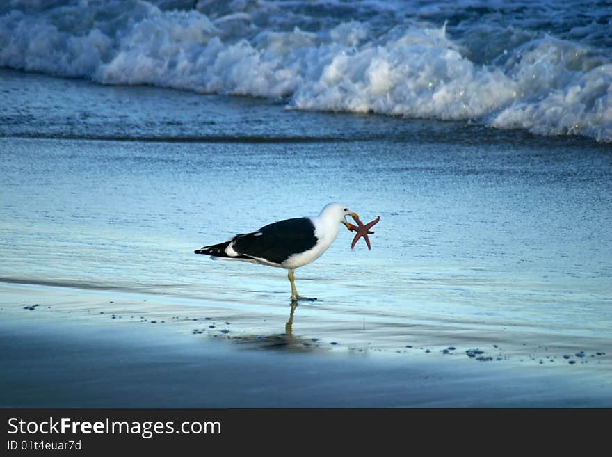 Seagul holding a starfish in it's beak before eating it on a Chilean beach. Seagul holding a starfish in it's beak before eating it on a Chilean beach