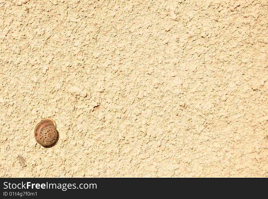 Snail on a sunny wall