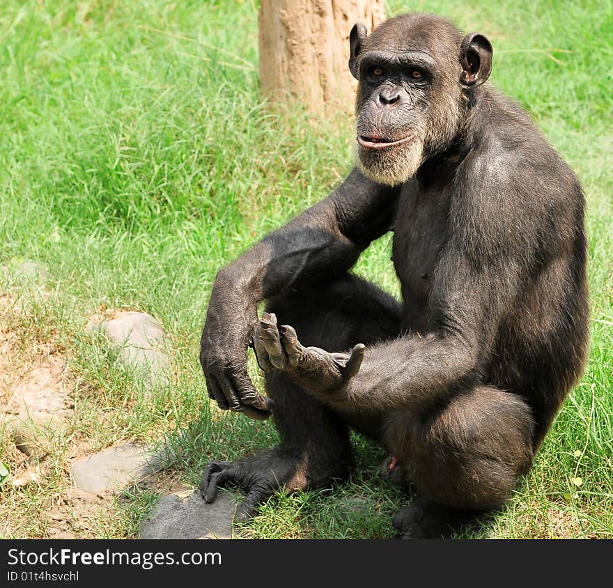 Chimpanzee sitting in the green grass.