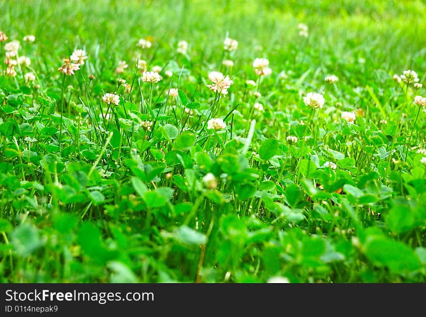 Fresh green grass with spot of sunlight