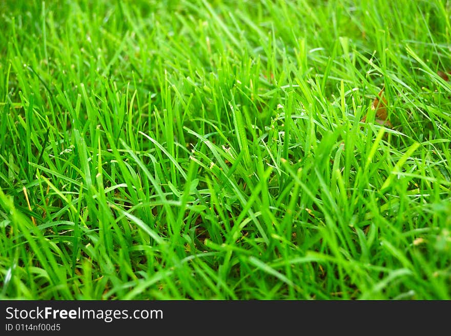 Fresh green grass with spot of sunlight