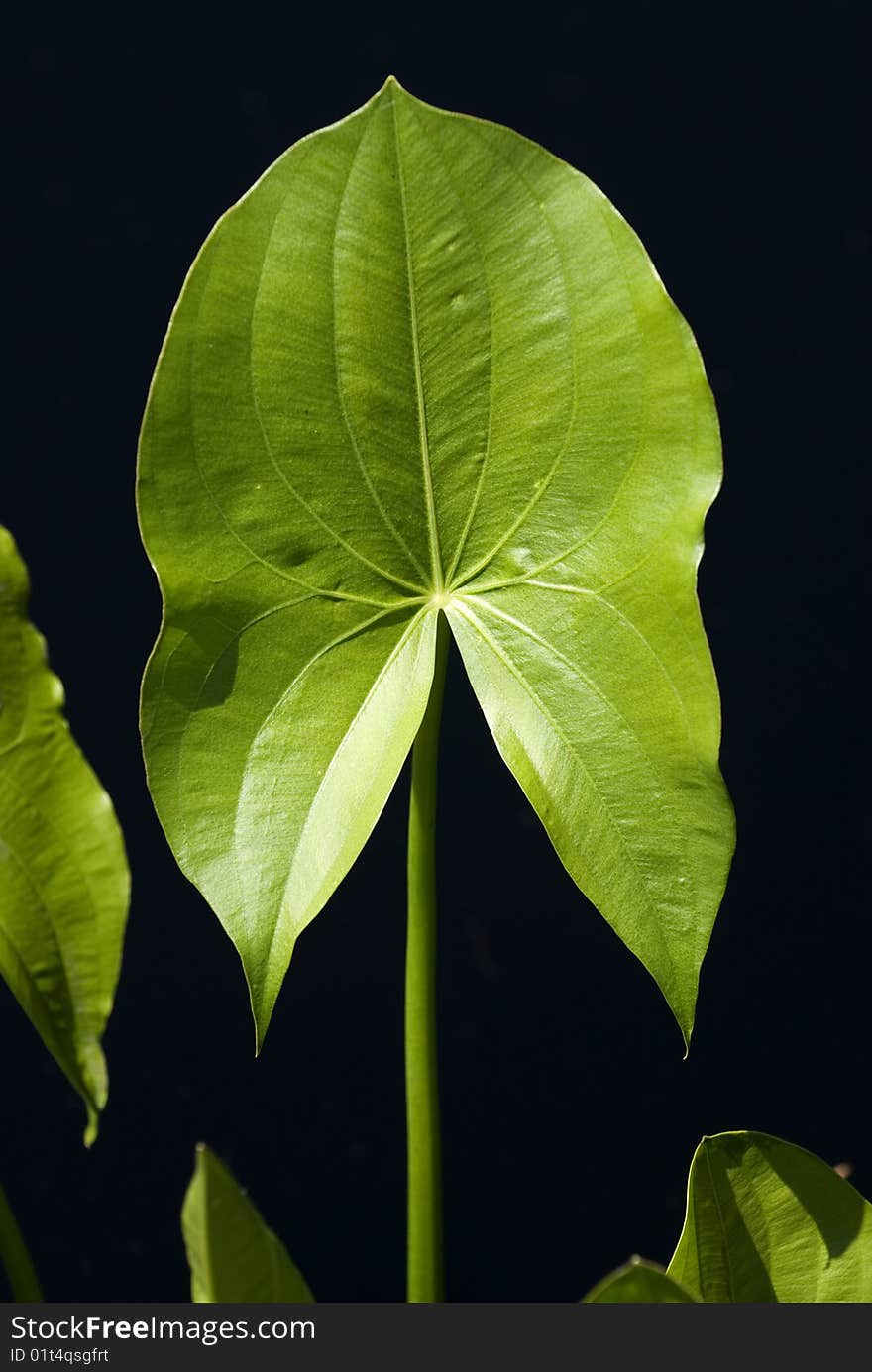 Image taken of a water plant in a pond