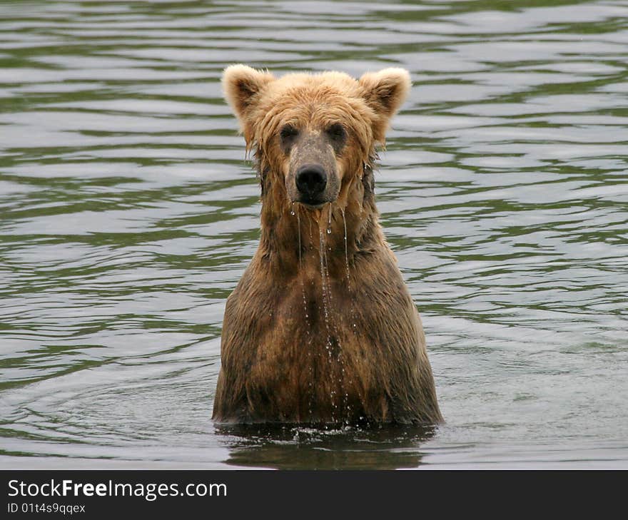 Wet Bear