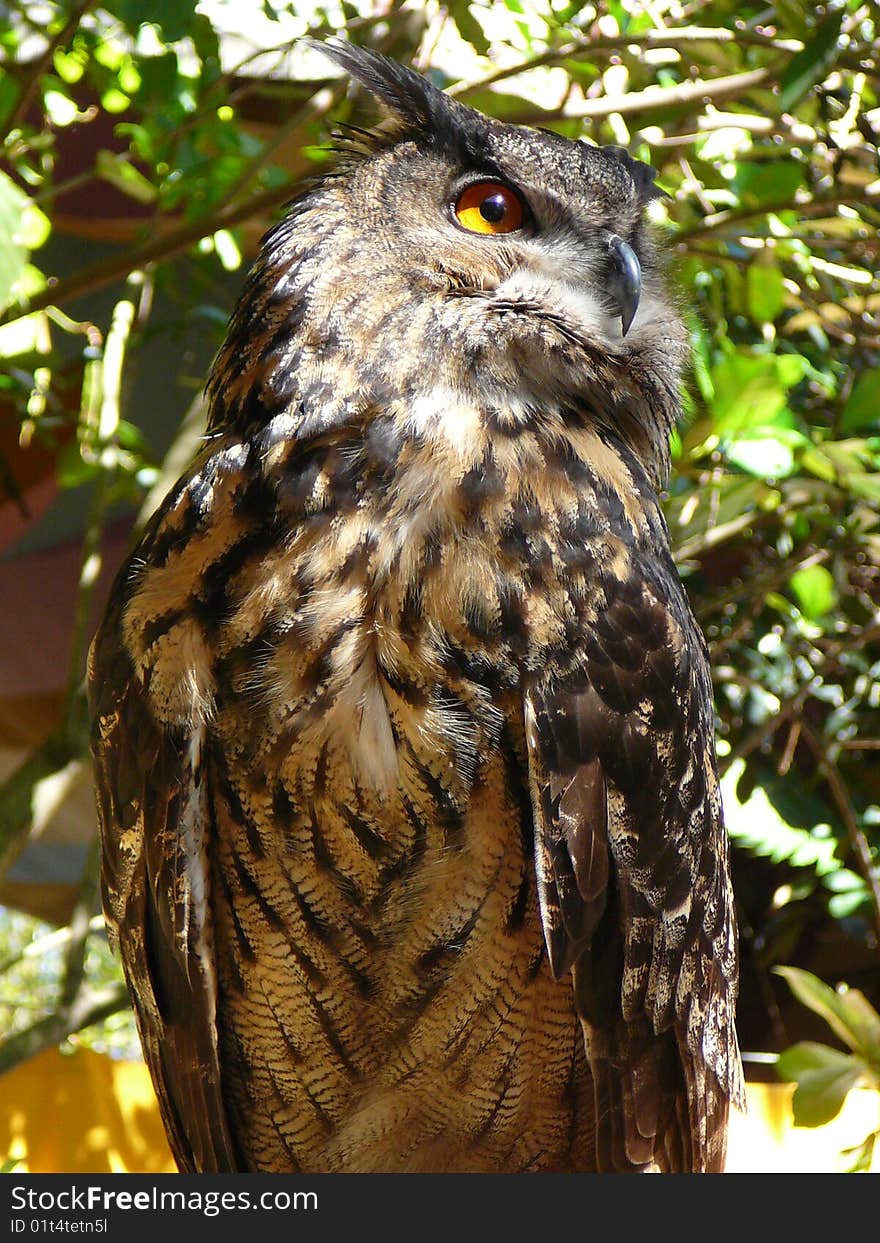 Great Horned Owl a.k.a Night Owl