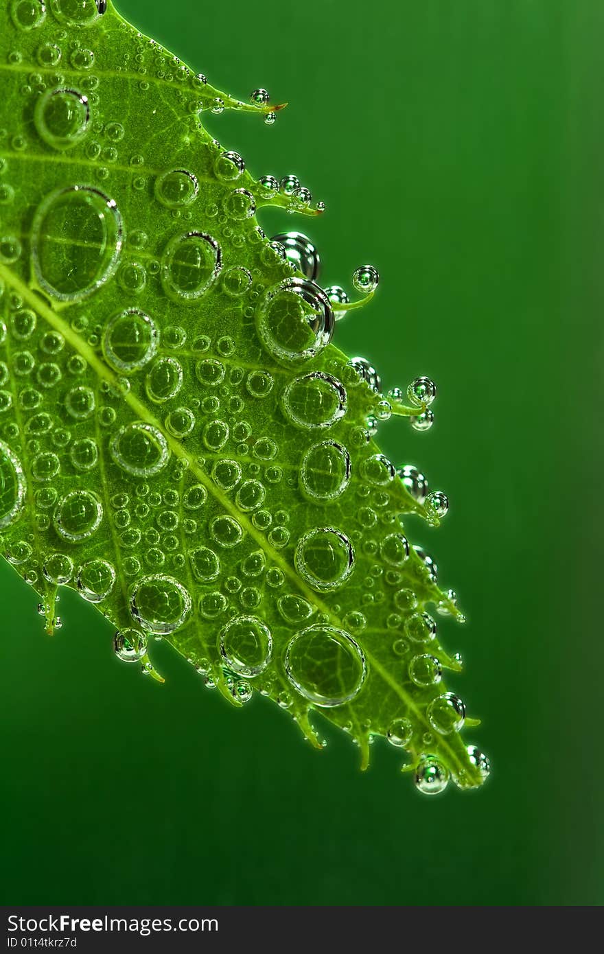 Green leaf evolved with bubbles macro diagonal composition. Green leaf evolved with bubbles macro diagonal composition