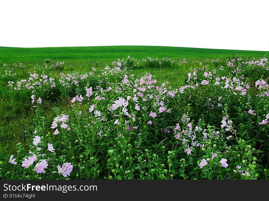 Field of Flowers