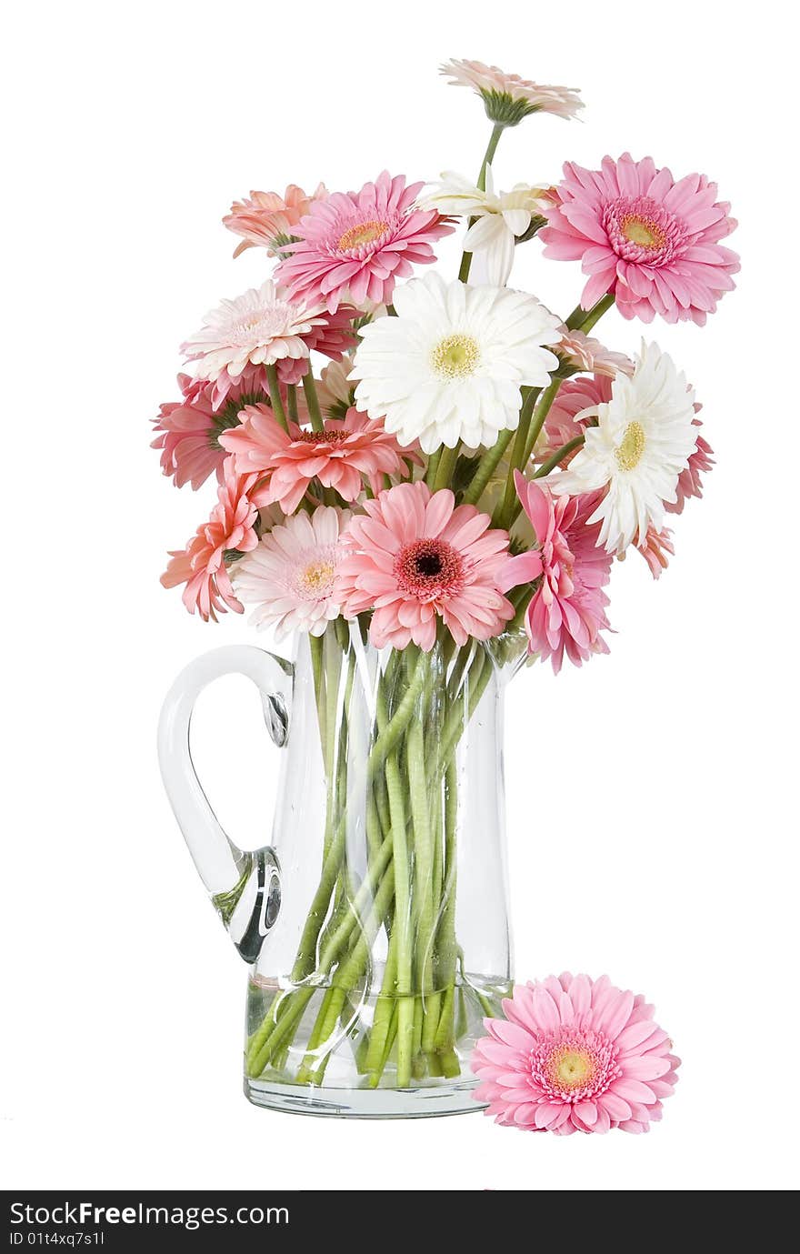 Pink gerber daisies in glass jug isolated on white background. Pink gerber daisies in glass jug isolated on white background