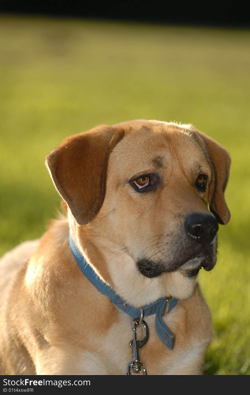 A large mixed breed dog with an expressive face. Photographed in golden late afternoon sunlight. A large mixed breed dog with an expressive face. Photographed in golden late afternoon sunlight.