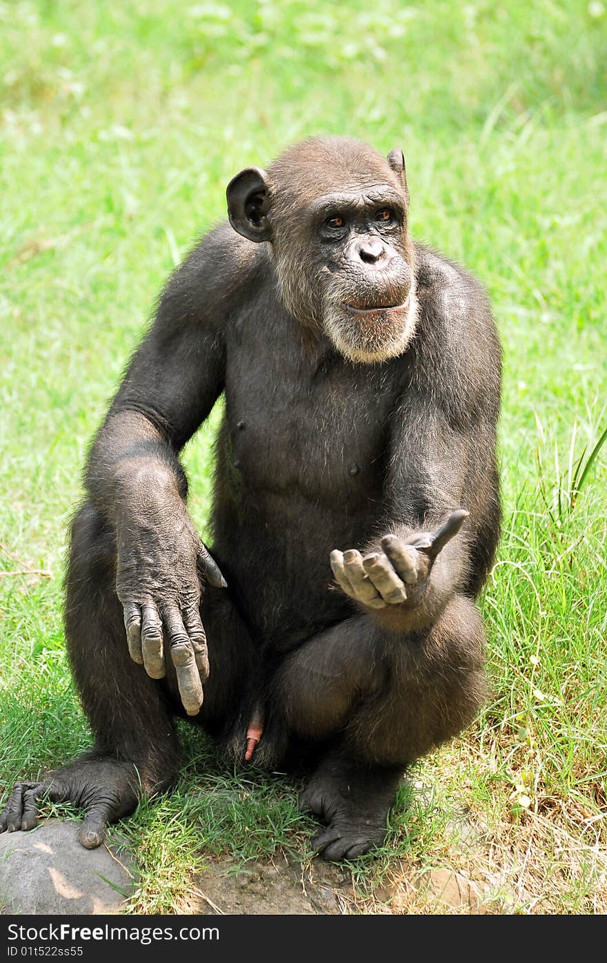 Chimpanzee asking for something to eat.