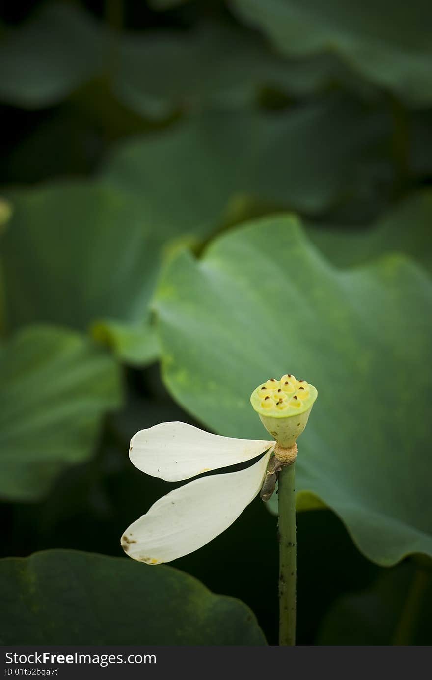 Lotus fructification