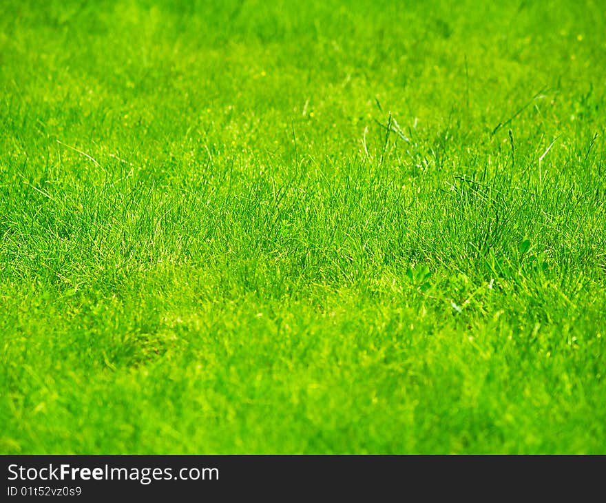 Part of a green lawn with a sharp central part. Part of a green lawn with a sharp central part