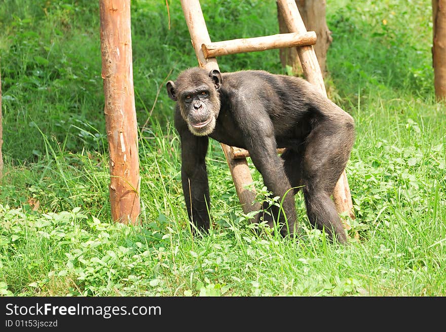 Black chimpanzee looking great in green grass.