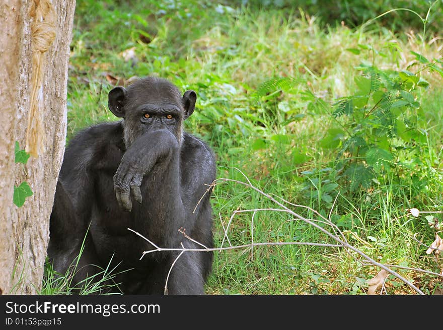 Black chimpanzee looking to hide behind tree. Black chimpanzee looking to hide behind tree.