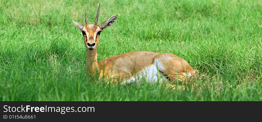 Cute Chinkara Deer