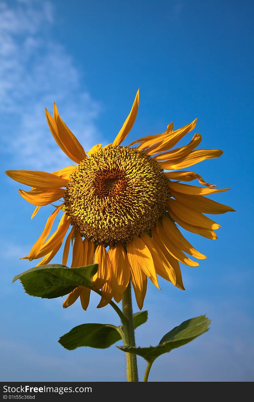 The sunflower with blue sky.