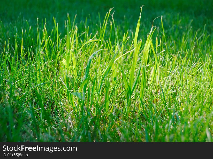 Fresh green grass with spot of sunlight