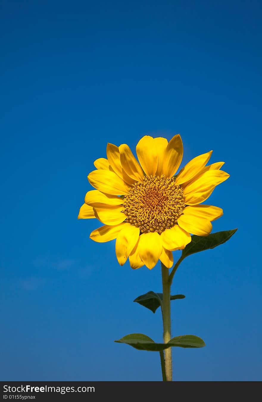 The sunflower with blue sky.