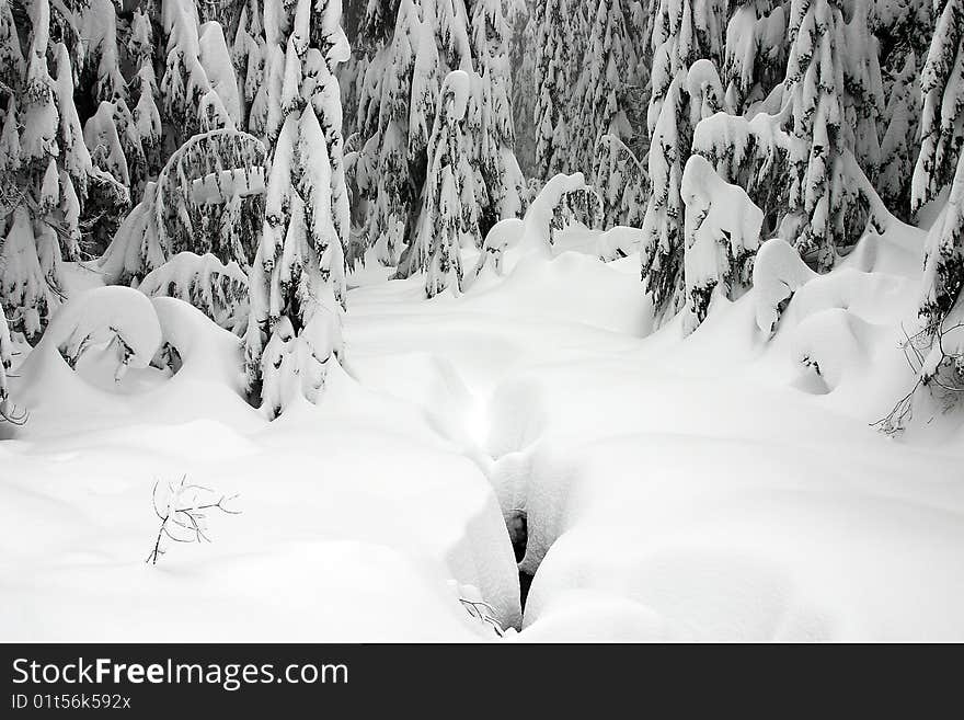 Trees in the forest covered in snow. Trees in the forest covered in snow