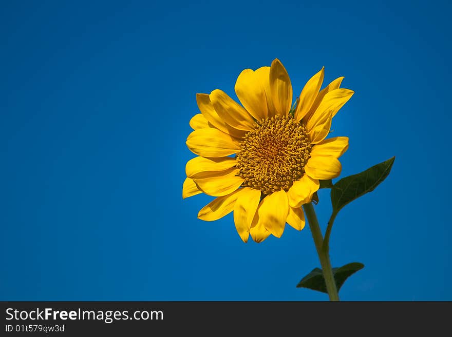 The sunflower with blue sky.