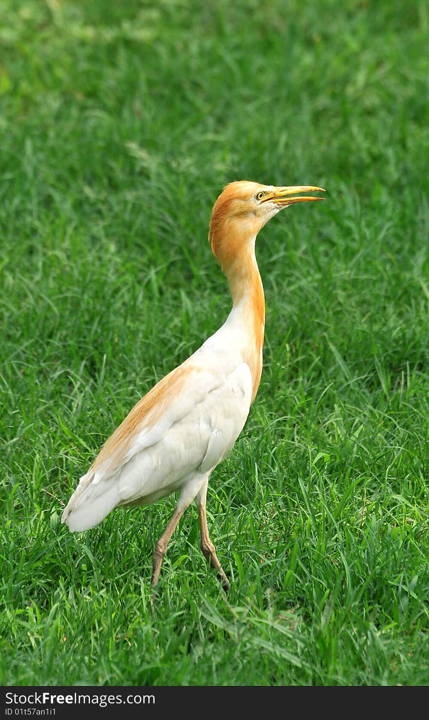 White egret on green grass looking beautiful. White egret on green grass looking beautiful.