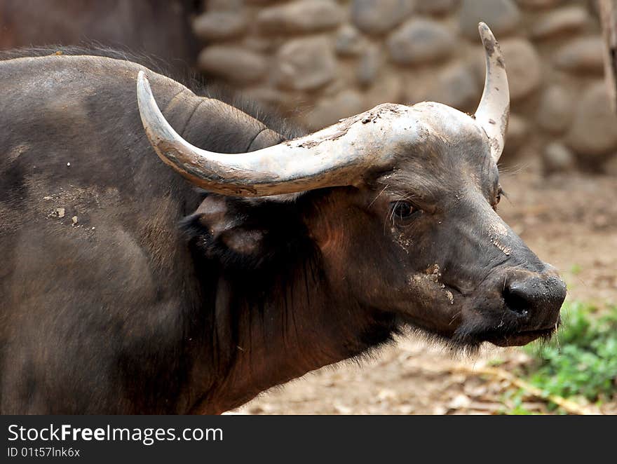 Closeup shot of wild buffalo.