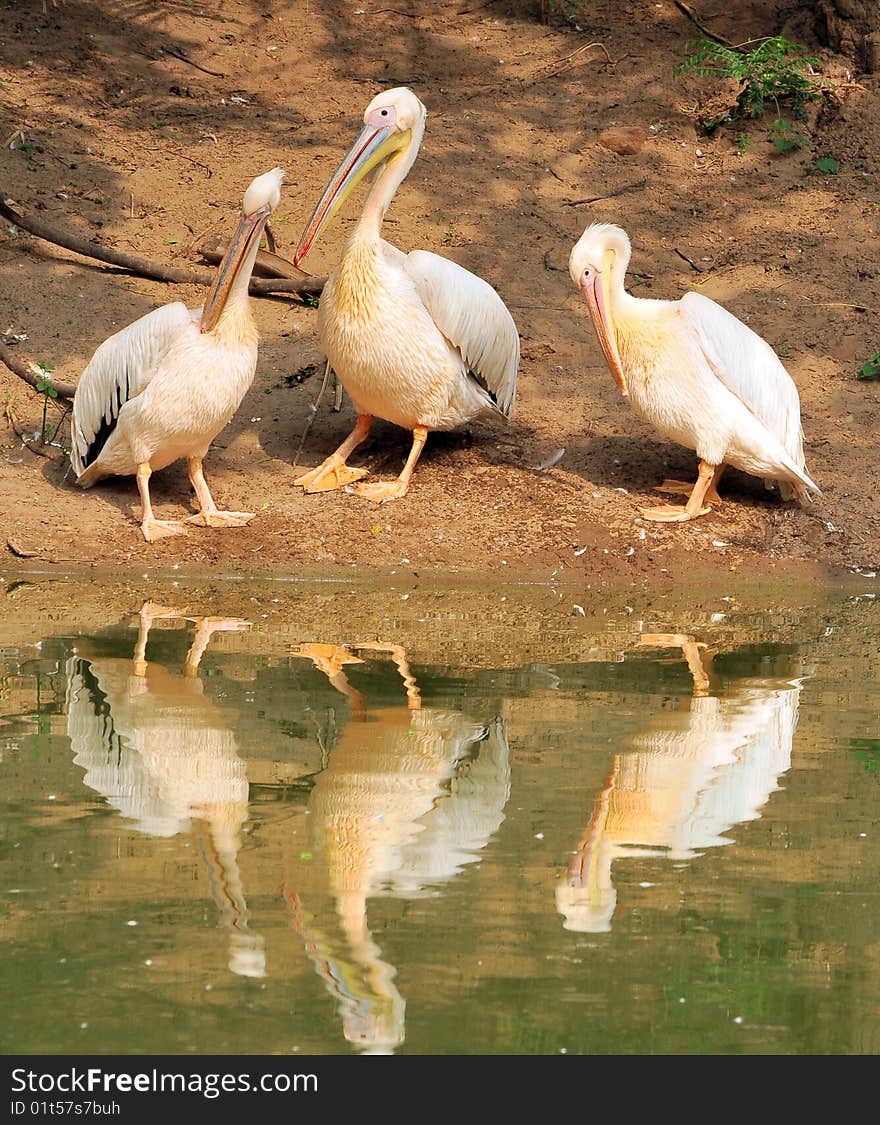 Pelican family near water body.