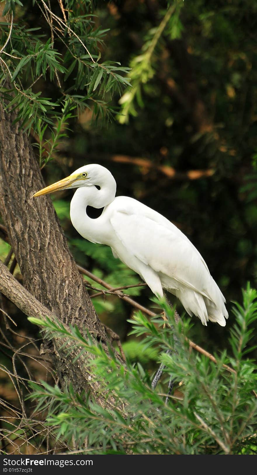 Whit long necked heron