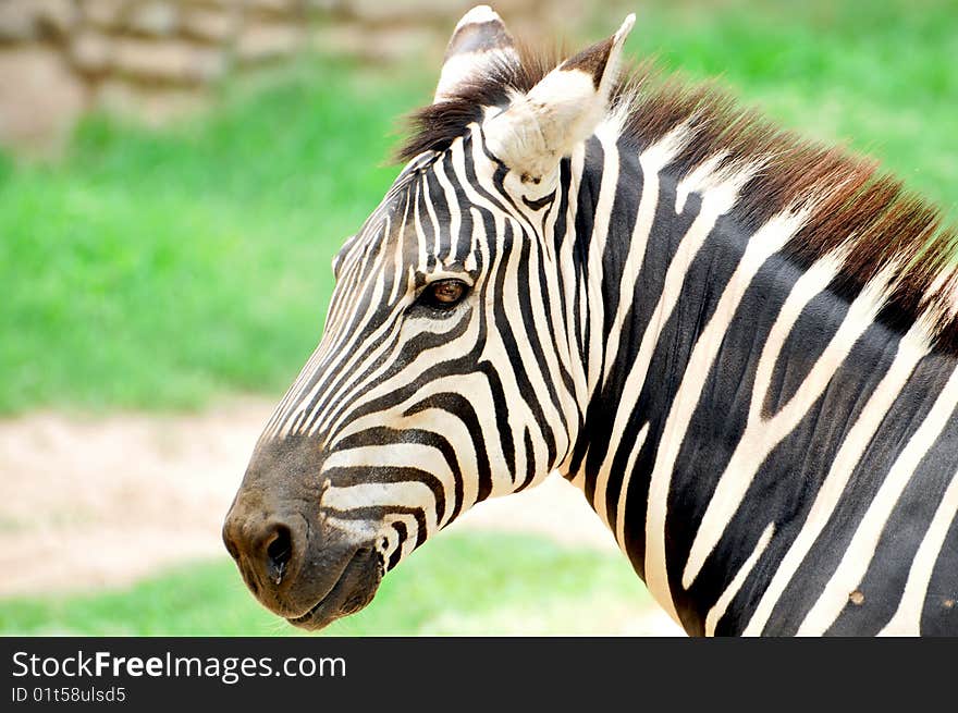 Closeup shot of zebra face.