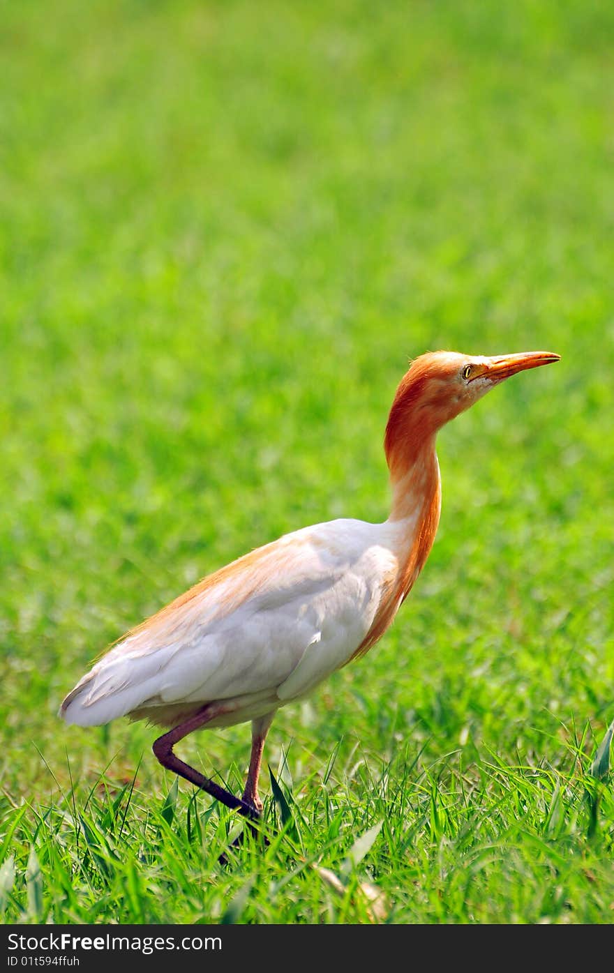 Style of egret