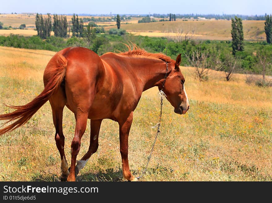 Bay horse on the steppe pasture