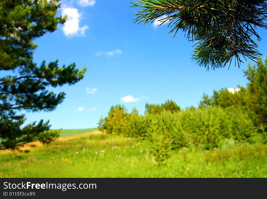 Summer landscape with pine branch