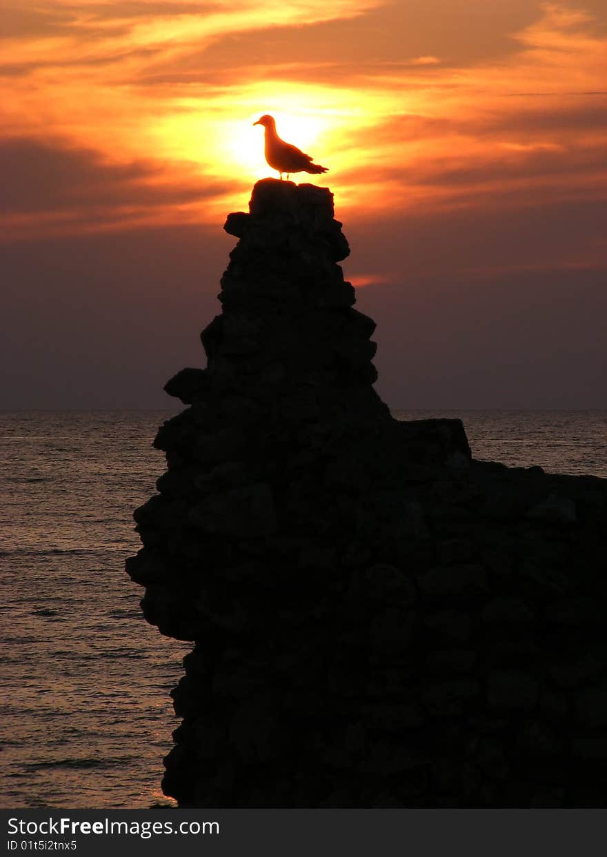 Sunset over the sea gull silhouette against the backdrop of the setting sun