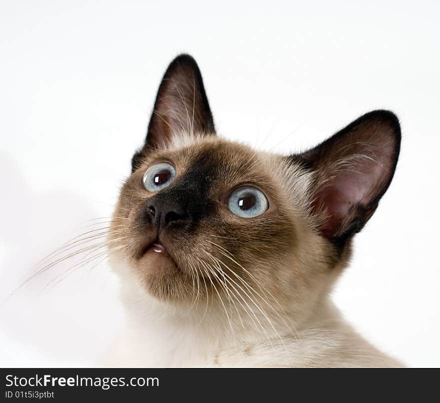 Siamese kitten.