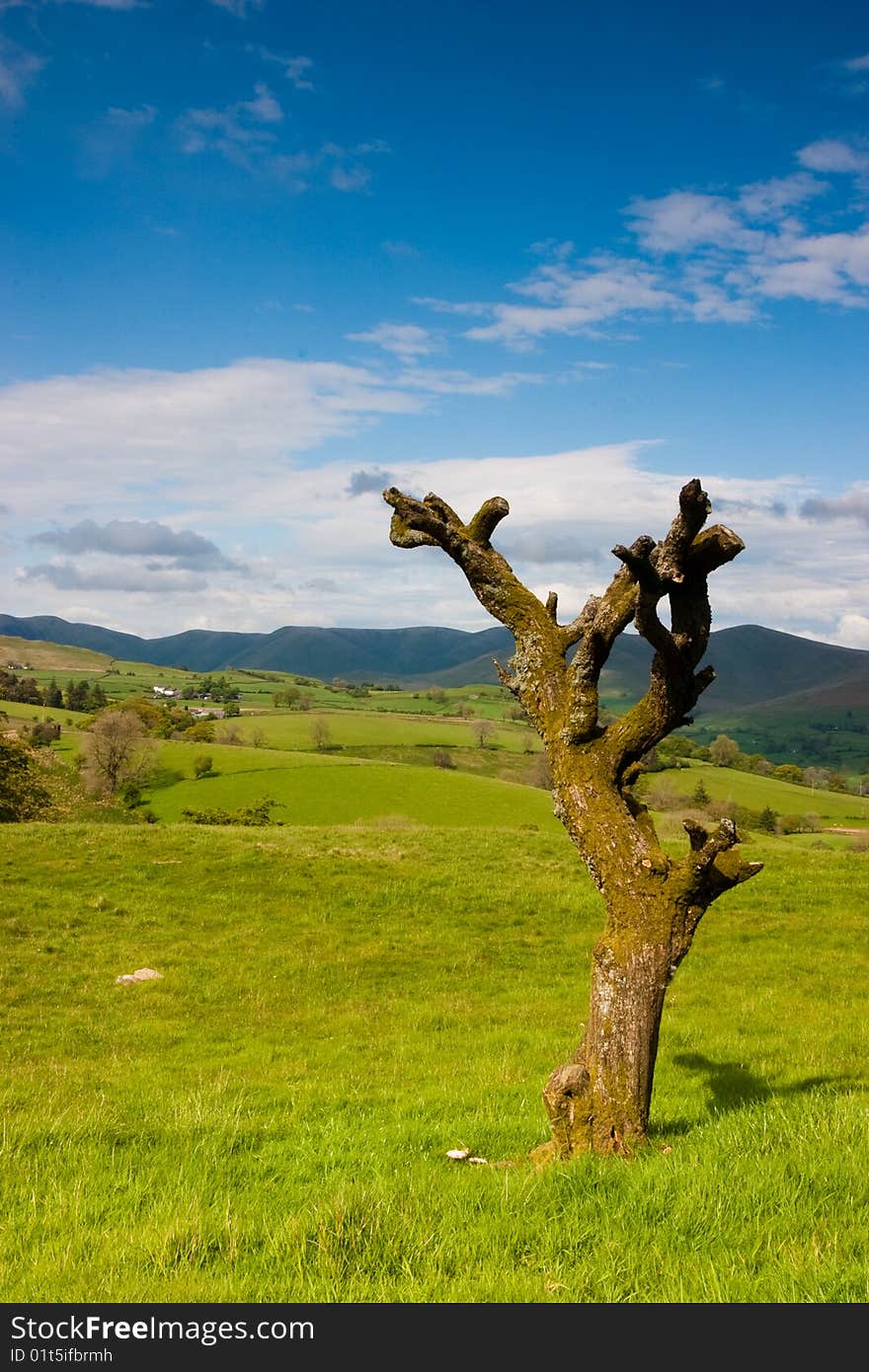 Tree in Yorkshire Dales National Park