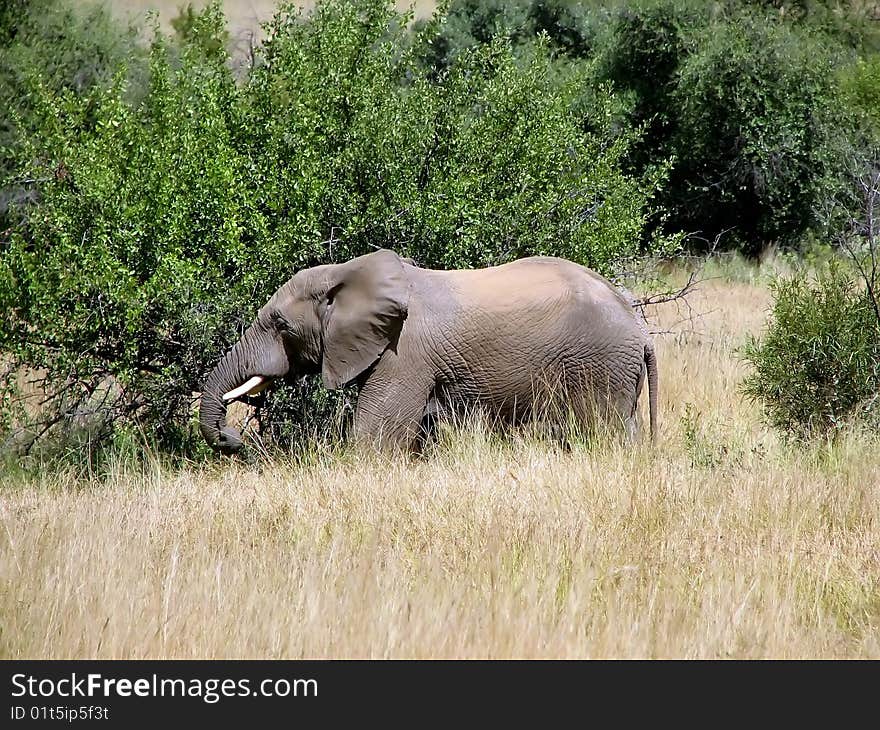 Big elephant close-up of savanna trees to a sunny day