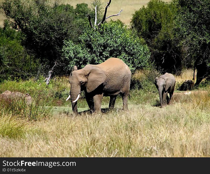 Elephant cow and a small elephant close-up of savanna trees to a sunny day