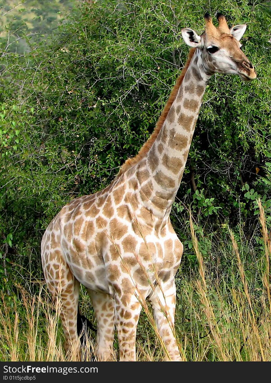 Giraffe close-up on a background of mountains in the savanna in sunny day