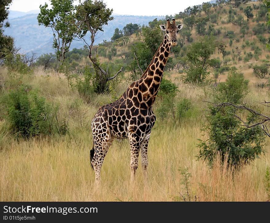 Giraffe close-up on a background of mountains in the savanna in sunny day