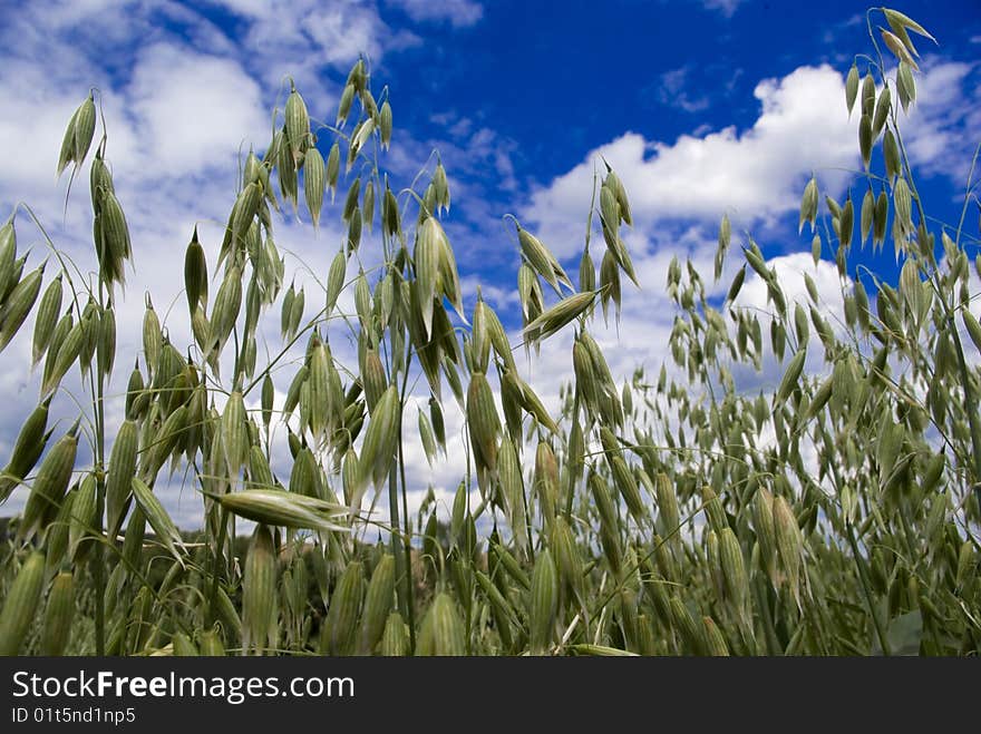 Grain in the background of blue sky with clouds