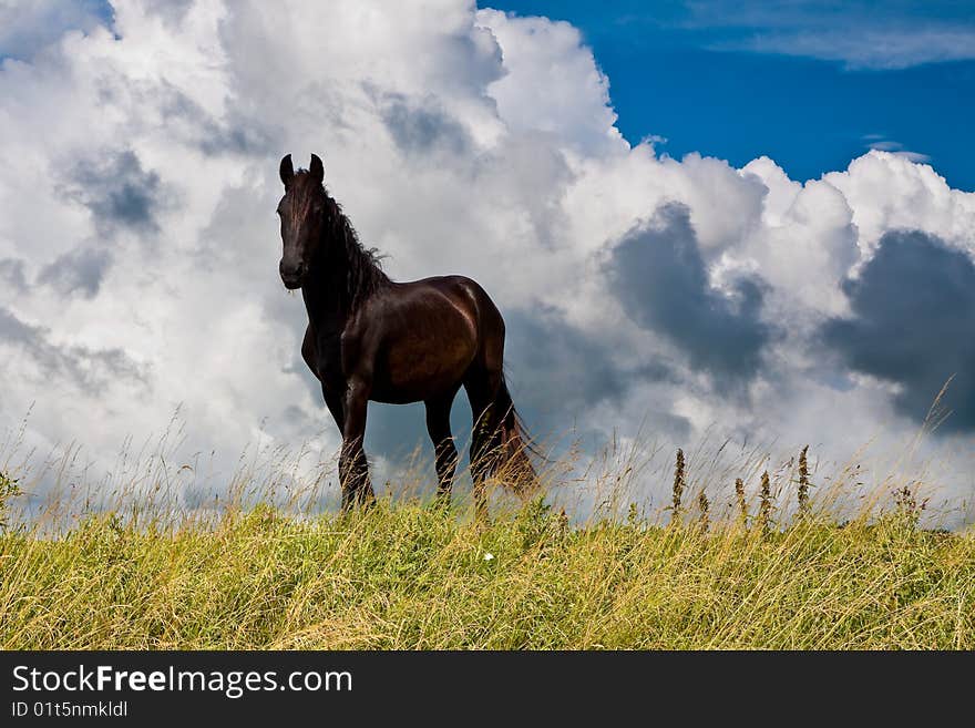 Countryside with a horse on dike against dark cloudy background. Countryside with a horse on dike against dark cloudy background