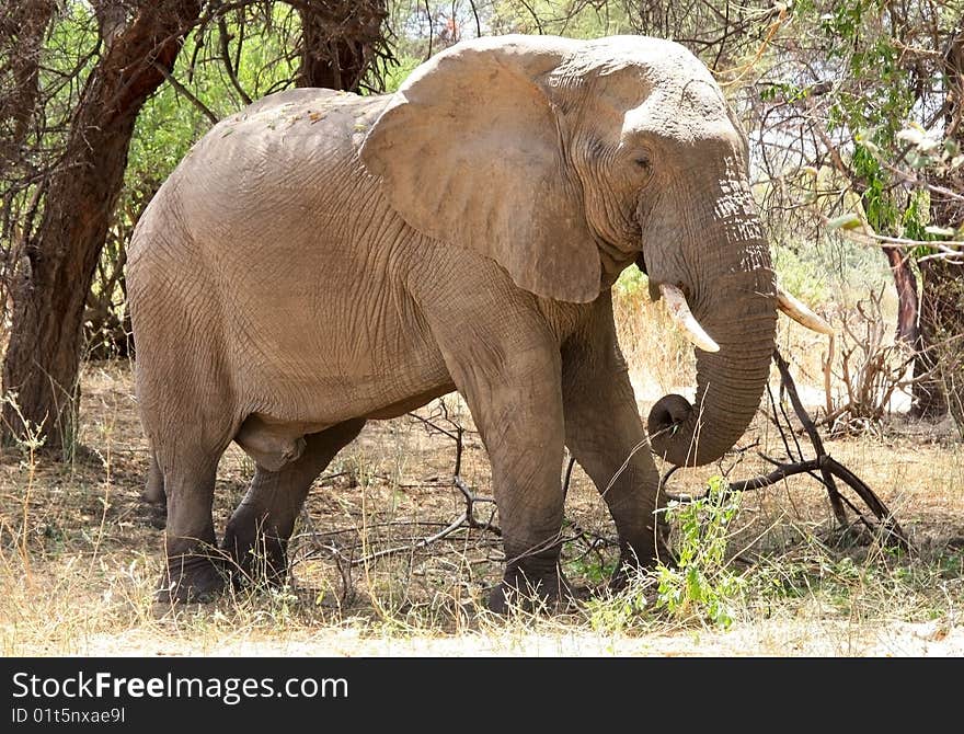 Old male elephant in bush Dry season. Tanzania, Ruaha National park.