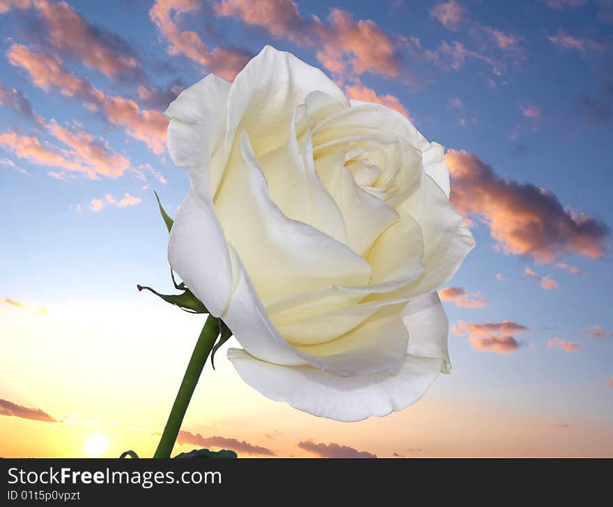 White rose over sunrise, blue sky, clouds. White rose over sunrise, blue sky, clouds