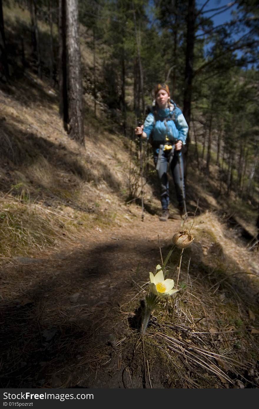 Woman hiker going on footpath on the background is unfocused. Yellow flower in focus