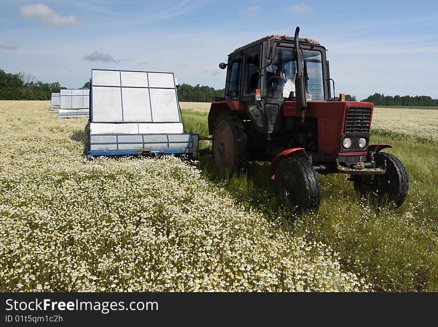 Machine harvesting Camomile medicinal