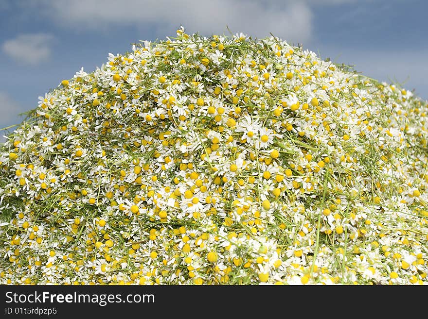 Camomile medicinal (Chamomilla recutita, Matricaria chamomilla L., Chamomilla recutita Rauschert). It is widely used as medical means against fevers, inflammations, The Gastritis, stomach ulcer, neurosises, a hysteria, a neuralgia of a trigeminal nerve